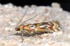 Acrobasis porphyrella